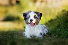 Check spelling or type a new query. 100 Australian Shepherd Names Sporty Exciting Ideas Doggie Designer