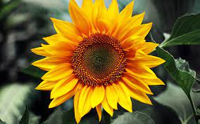 sunflower flower plant hd wallpaper