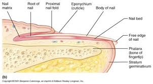 toenail fungus and anatomy beaver
