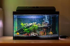 Small Fish Tank Aquarium With Colourful Snails And Fish At Home On Wooden  Table Fishbowl With Freshwater Animals In The Room Stock Photo - Download  Image Now - iStock gambar png