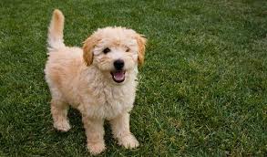 The puppy cut also offers the opportunity to get creative—you can change the length of hair on the face or the tail. Goldendoodle Breed Information