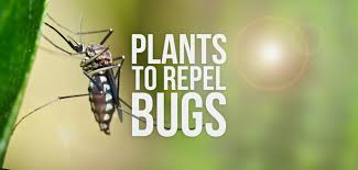 How To Use Plants To Repel Bugs