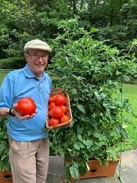 tomato planter container garden