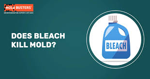 does bleach kill mold effectiveness