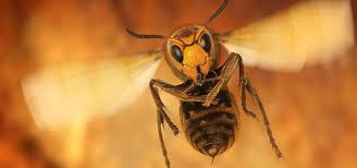 The Science Behind A Wasp Sting Jp Pest Services