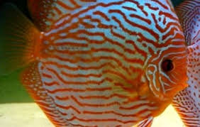Red turquoise discus fish, symphysodon aequifasciatus, studio sh. Red Leopard Turquoise Discus Discus Symphysodon Sp Tank Facts