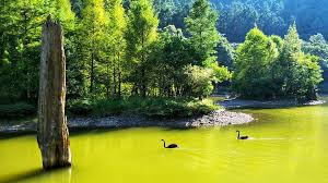 Image result for image hd 1080p de nature