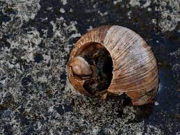 killing slugs snails the humane way
