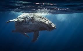 Humpback whales live in oceans around the world. Swimming With Humpback Whales The Best Destinations In The World