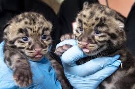 zoo miami shows off clouded leopard kittens