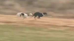 Page is for people to post upcoming hunts and results. Rabbit Outruns Hunting Dogs With Speed Skill Youtube