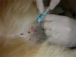 skin biopsies in mammals lab