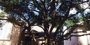Maybe you would like to learn more about one of these? Tree Service Arborist Georgetown Tx Trimming Removal