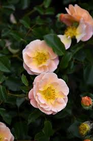 flower carpet amber rose wasconursery com