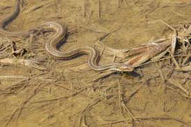 A veterinarian will be able to help you figure out what kind of pet is best for you and your family. Red Sided Garter Snakes And The Narcisse Snake Dens Of Manitoba Owlcation Education