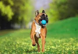 7 best indestructible dog toys for