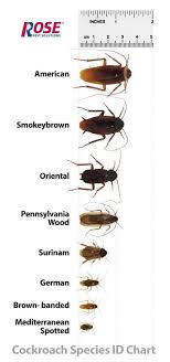 Roach Identification Chart Bedowntowndaytona Com
