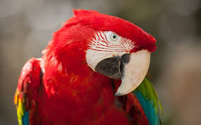 macaw 4k wallpapers for your desktop or