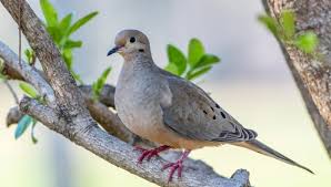 dove birds all you need to know about