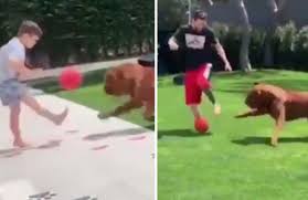 How old is messi dog. Lionel Messi S Dog Leaves Fans In Stitches In Rondo Clip With Kids Even Hulk Knows Daily Star