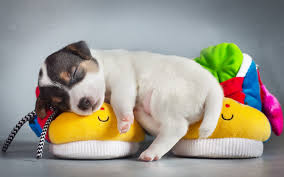 wallpaper dog puppy sleeping