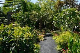Tropical Garden A Touch Of The Tropics