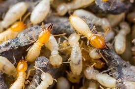 what do termites look like solved