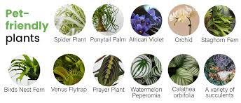 Pet Friendly Plants Protect Pets From