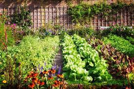 how much does a vegetable garden cost