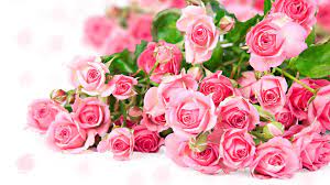 pink rose flower wallpaper 62 pictures