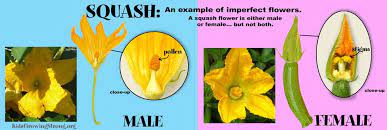 The stamen, which is male, produces pollen; About Flowers Kids Growing Strong