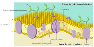cell membrane diagram quizlet