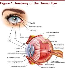 pediatric nontraumatic ocular